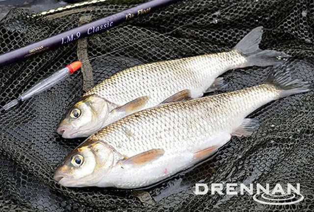Drennan Loafers